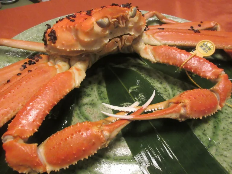黄色いタグが本物の目印の越前ガニ