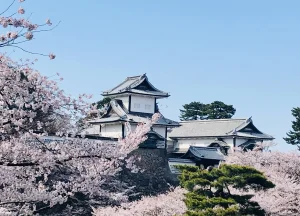 満開の桜ごしに望む金沢城公園の石川門（石川県金沢市）