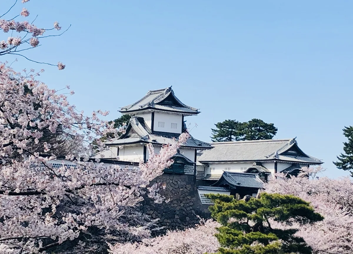 満開の桜ごしに望む金沢城公園の石川門（石川県金沢市）