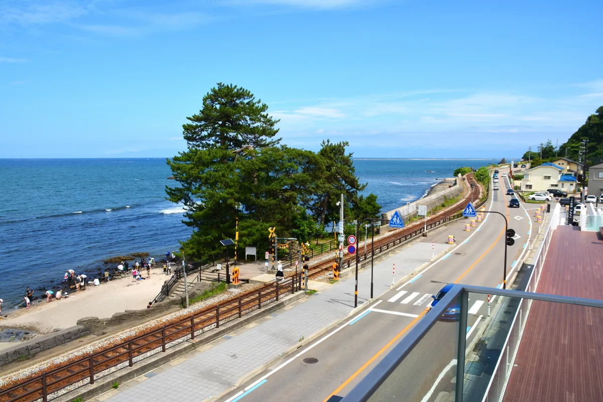 富山湾を望む雨晴海岸の遊歩道と松（富山県）